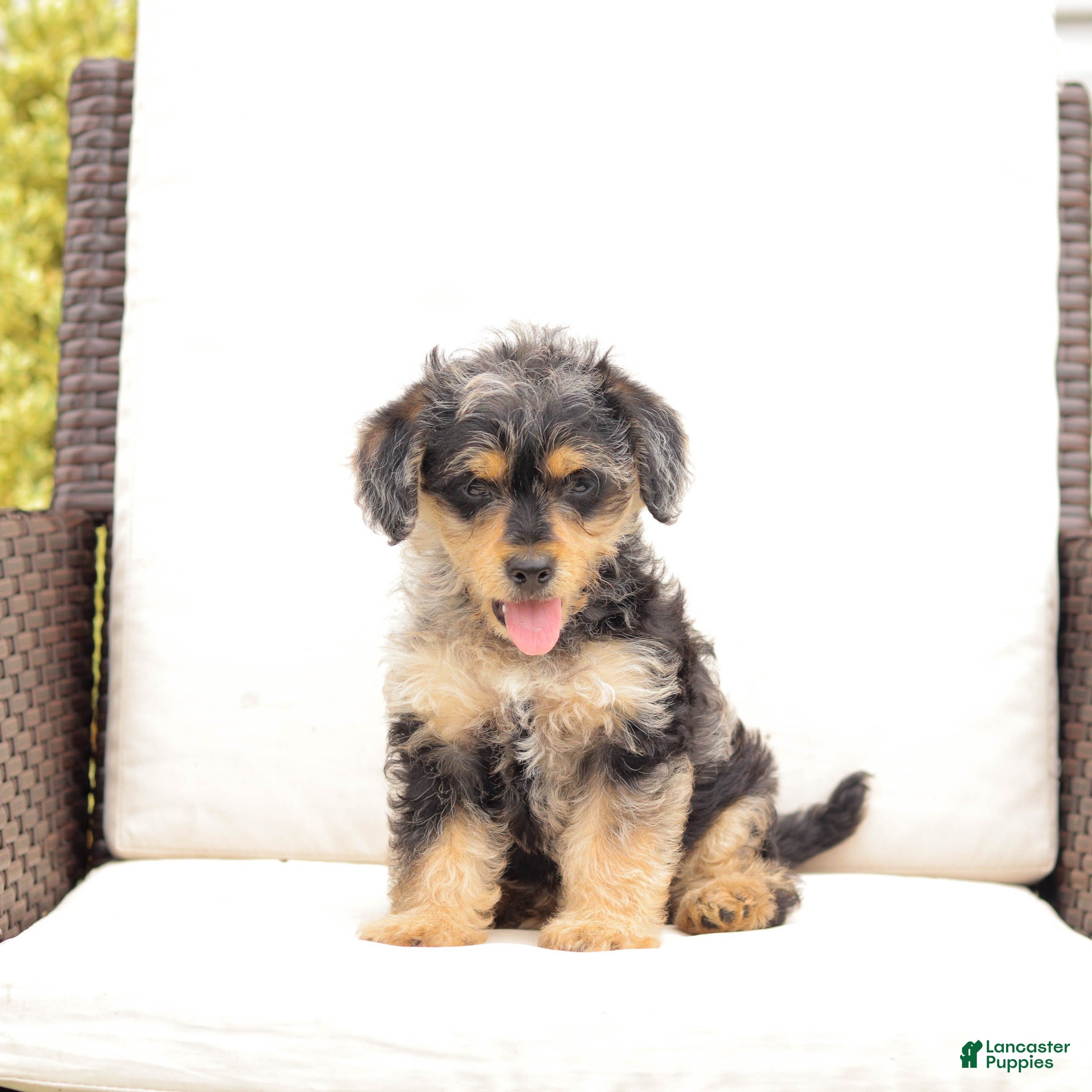 Yorkiepoo dogs Lewey - Ad 2