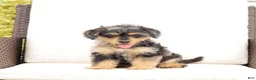 Yorkiepoo dogs for sale: Lewey - Ad 2