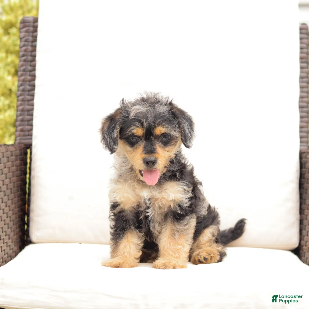 Yorkiepoo dogs for sale: Lewey - Ad 2
