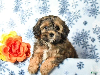 Havapoo dogs - Ad 16