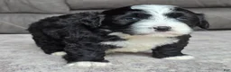 Mini Bernedoodle dogs for sale: Mini Boots - Ad 6