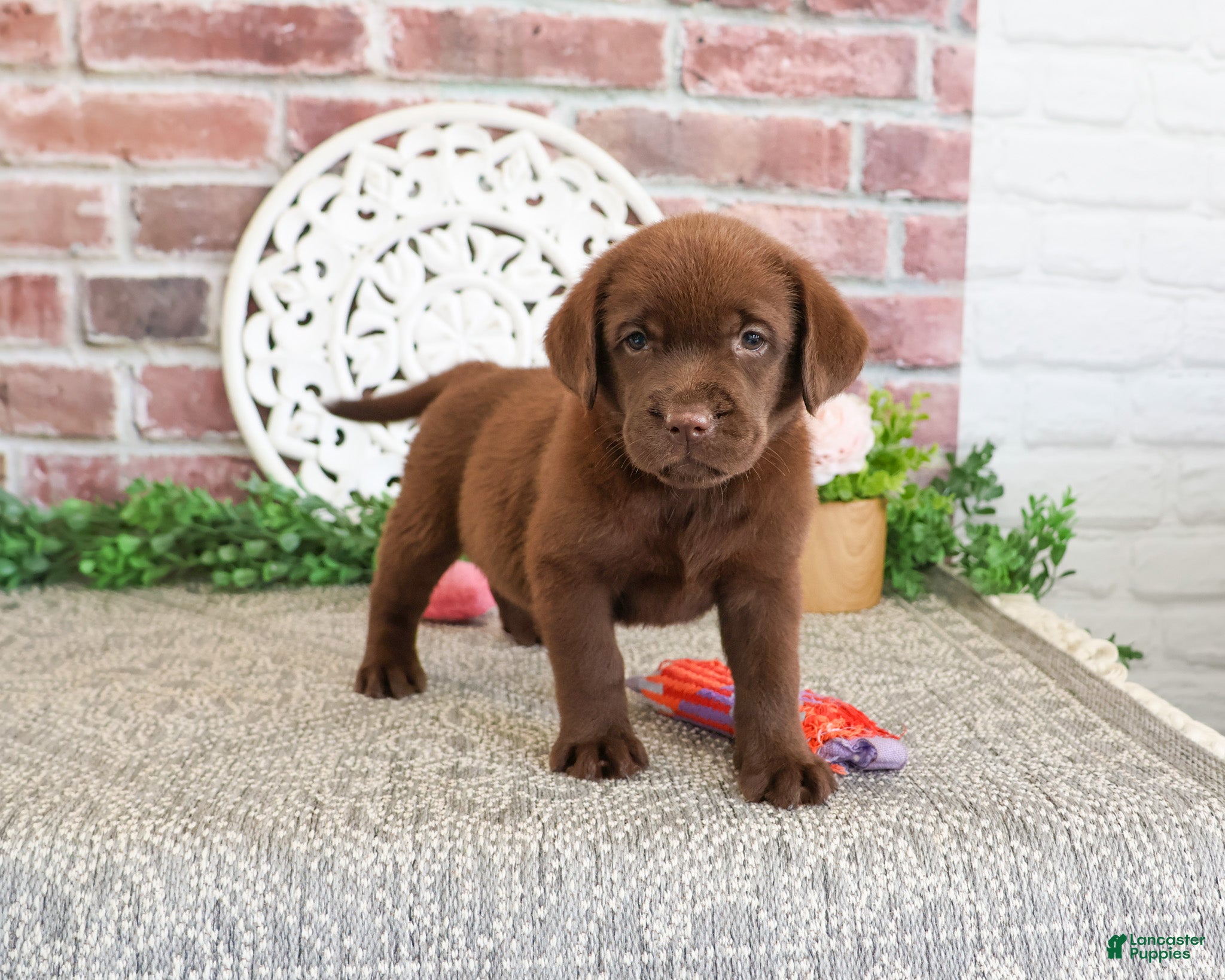 Labrador Retriever dogs Lillian - Ad 2