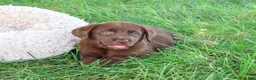 Labrador Retriever dogs for sale: Mirabel - Ad 5