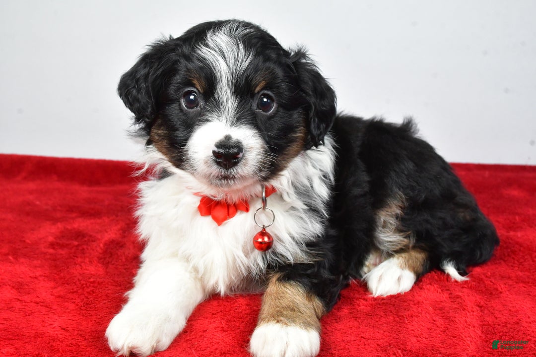 Mini Aussiedoodle dogs for sale: Sabrina - Ad 3