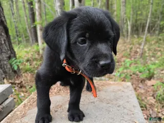 Goldador dogs Orange collar male - Ad 6