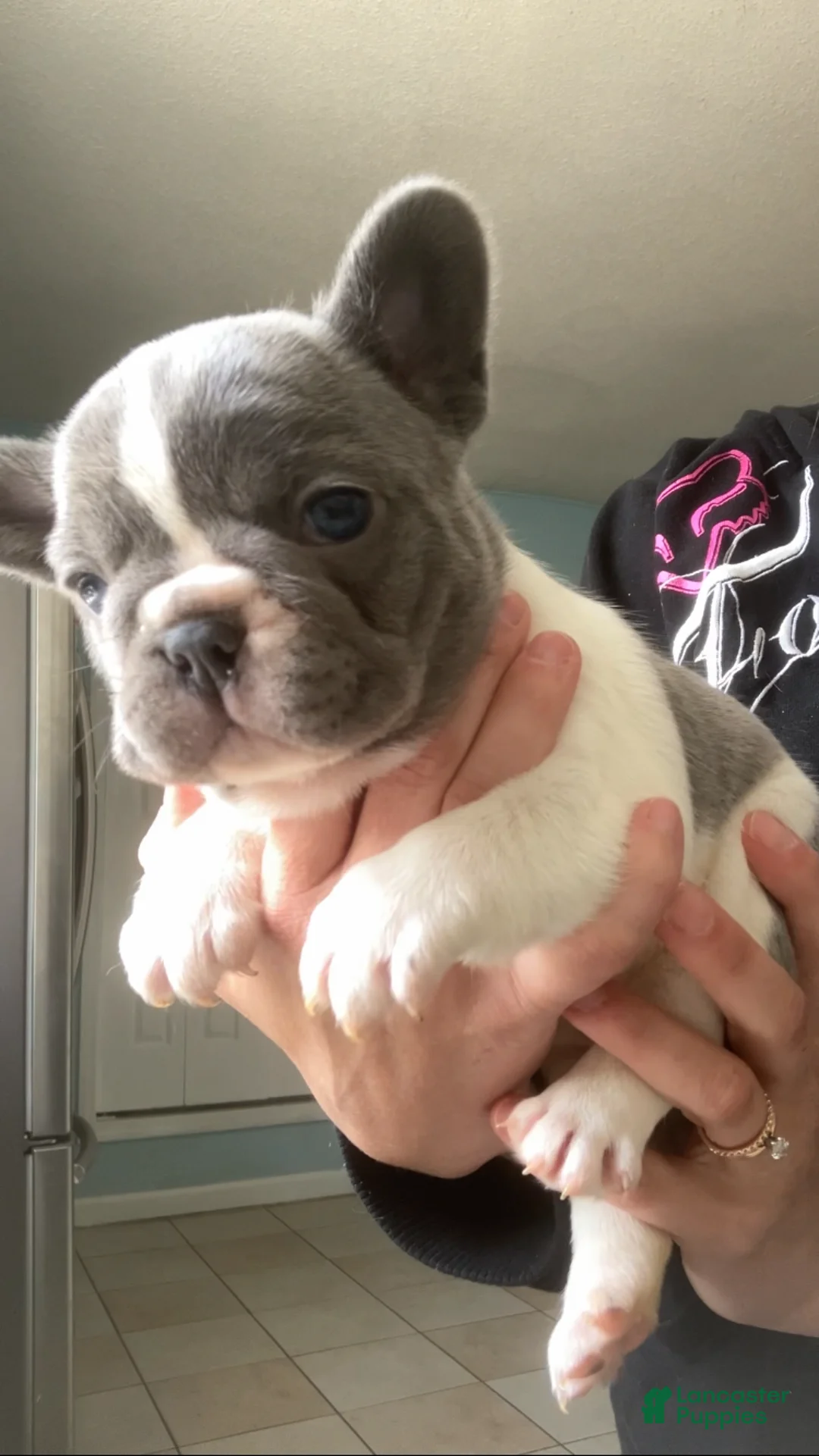 French Bulldog dogs for sale: PET ONLY Lilac and white  - Ad 1