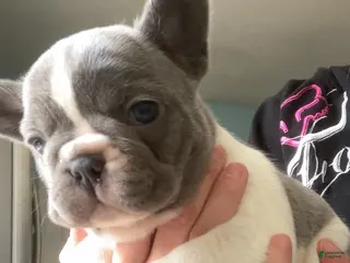 French Bulldog dogs PET ONLY Lilac and white - Ad 33