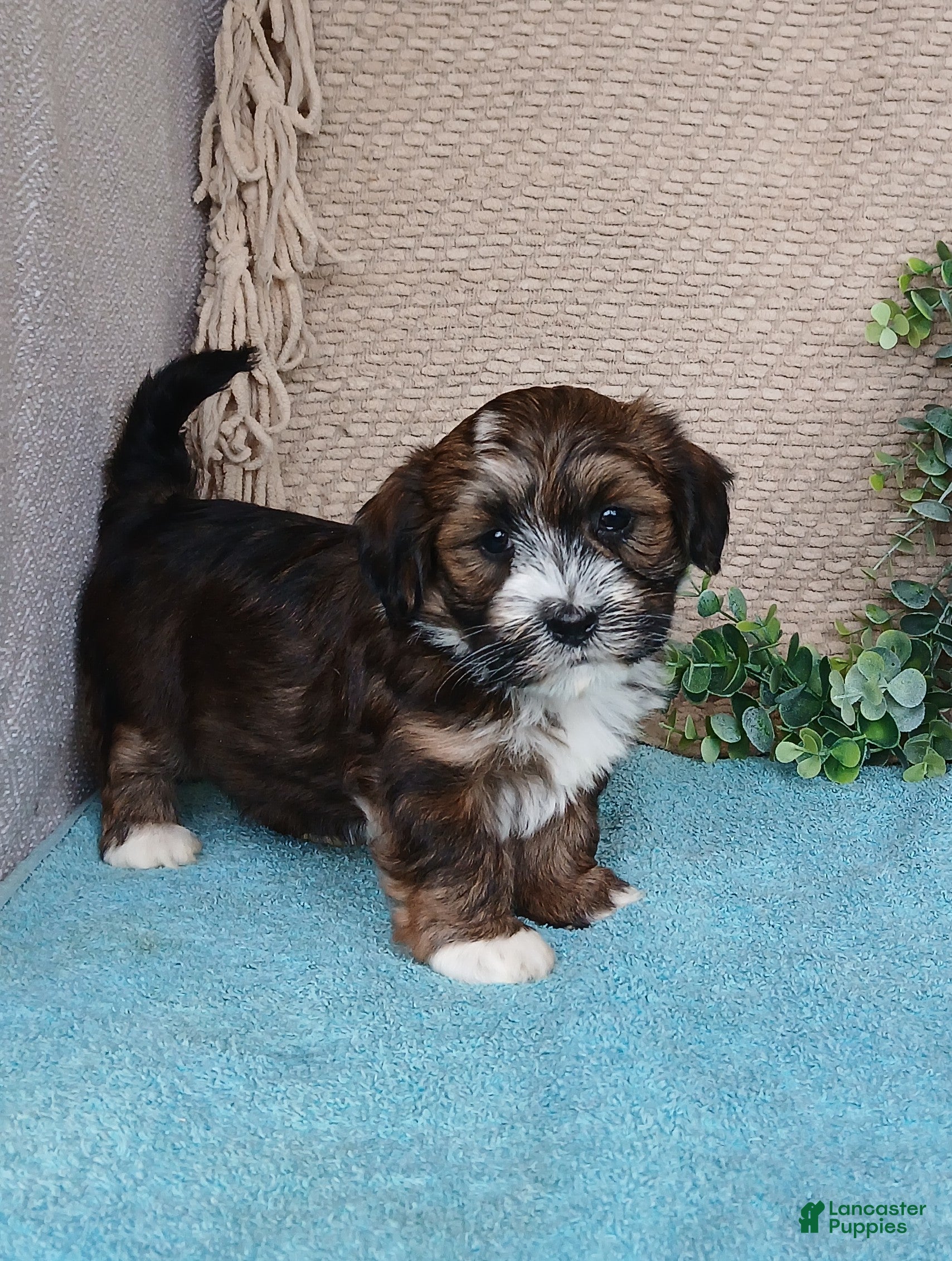 Havanese dogs Fern - Ad 11