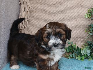 Havanese dogs Fern - Ad 29