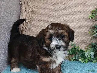 Havanese dogs Fern - Ad 27