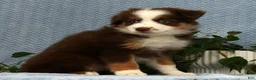 Miniature Australian Shepherd dogs for sale: Rhett - Ad 7
