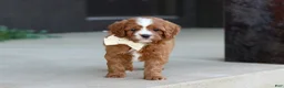 Cavapoo dogs for sale: Mickey - Ad 5