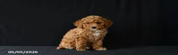 Miniature Poodle dogs for sale: Faye - Ad 3