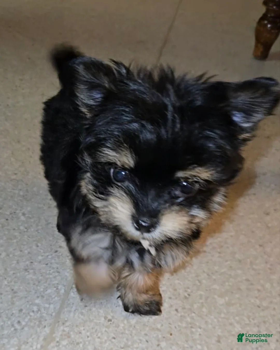 Mixed Breed dogs for sale: Little Debbie - Ad 2