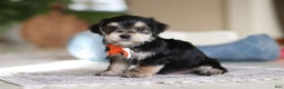 Morkie dogs for sale: Benson - Ad 10