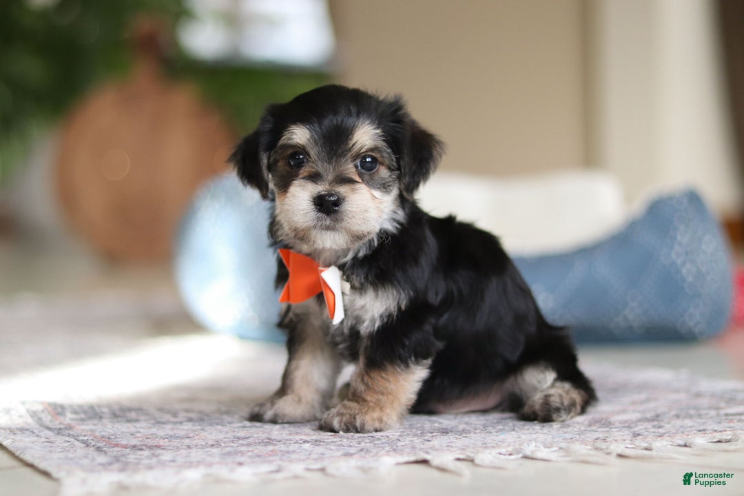 Morkie dogs for sale: Benson - Ad 10