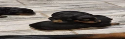 Rottweiler dogs for sale: Rottweiler 2 - Ad 3