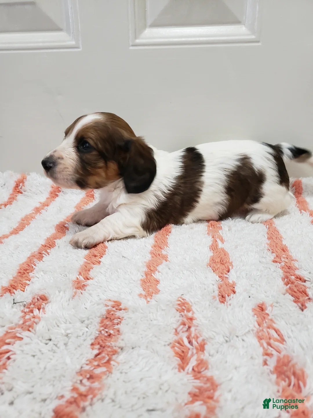 Miniature Dachshund dogs for sale: Rylan - Ad 9