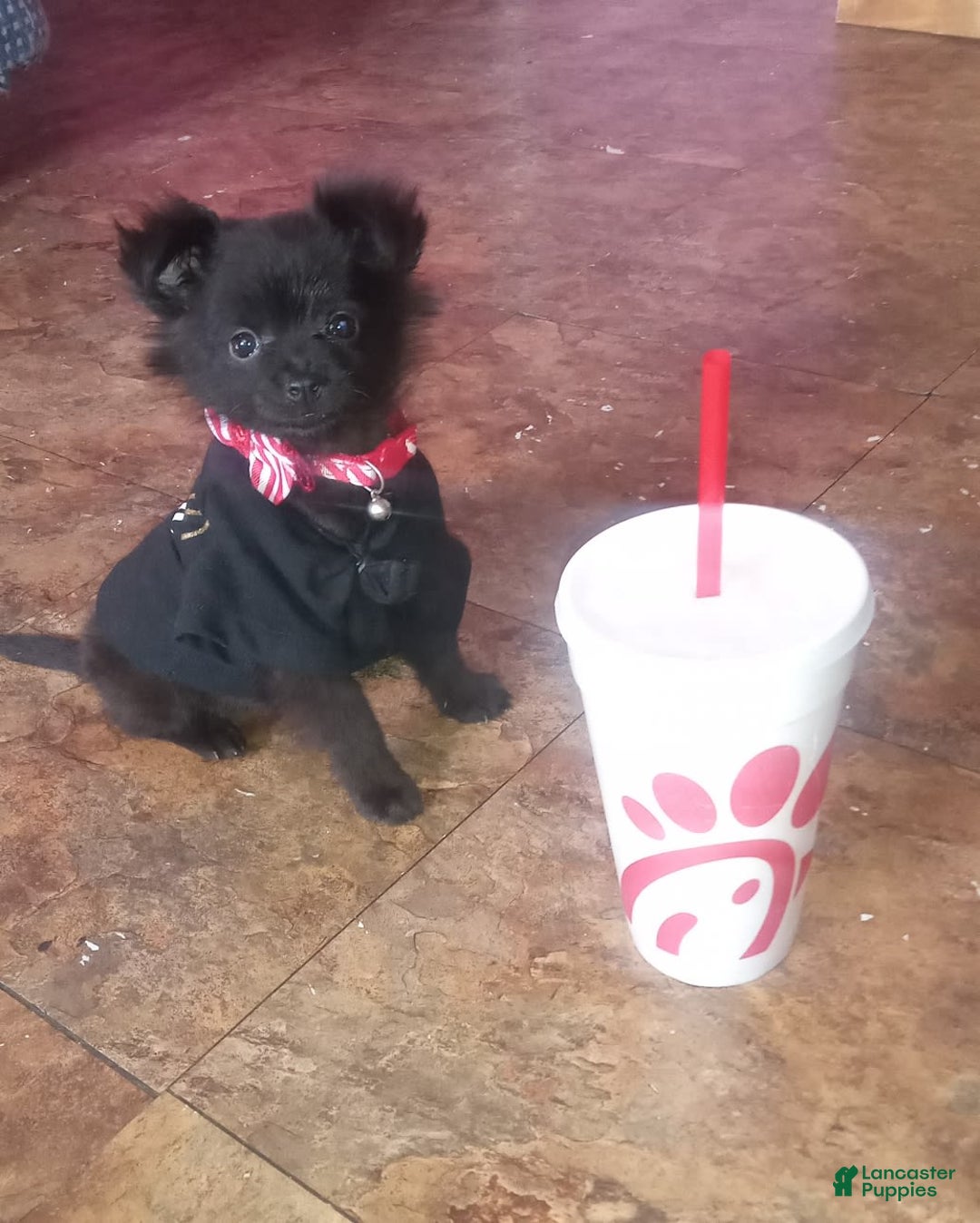 Gallery Image {{count}}