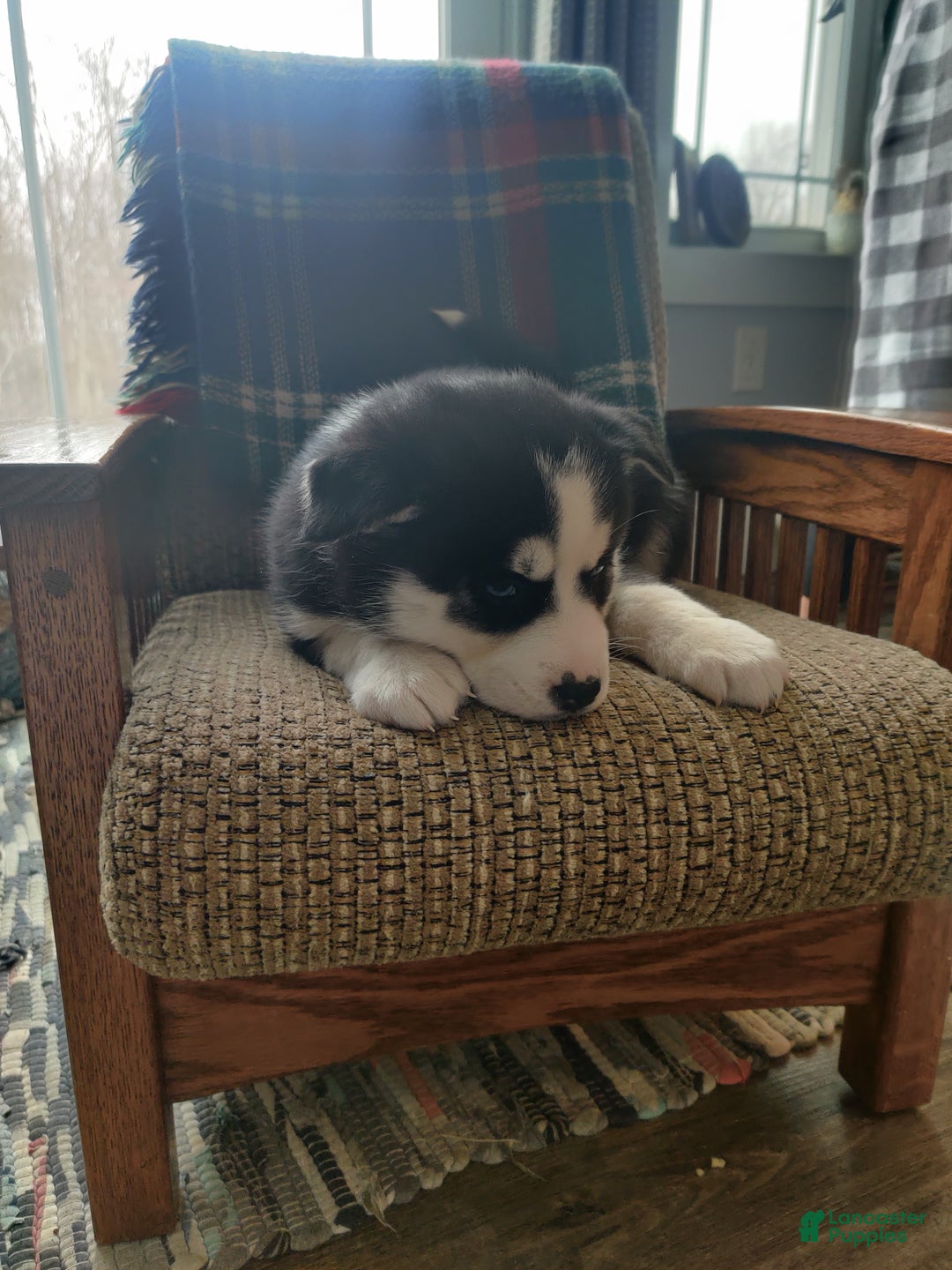 Siberian Husky dogs for sale: Hwin - Ad 5