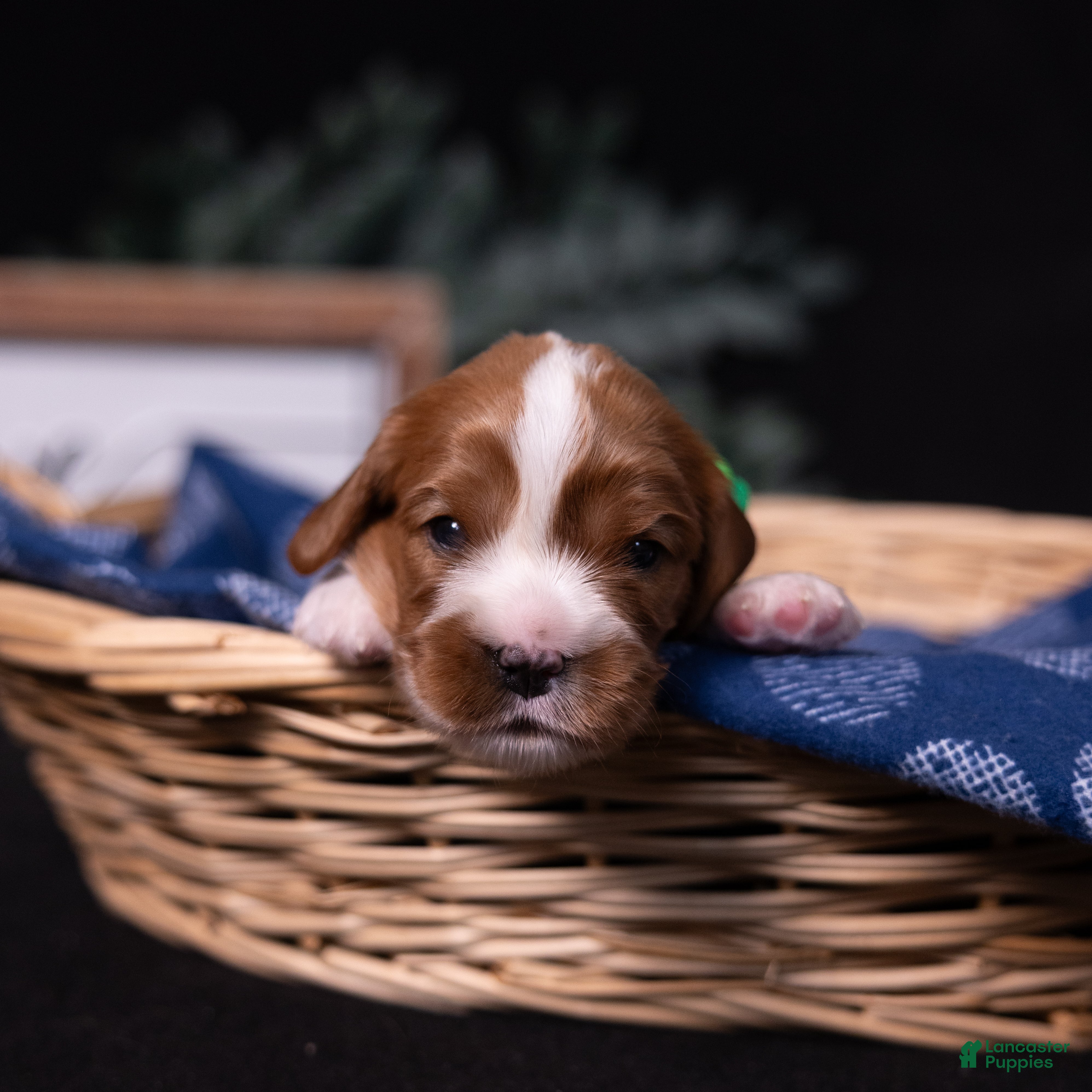 Cavalier King Charles Spaniel dogs Brave - Ad 1