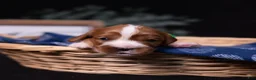 Cavalier King Charles Spaniel dogs for sale: Brave - Ad 1