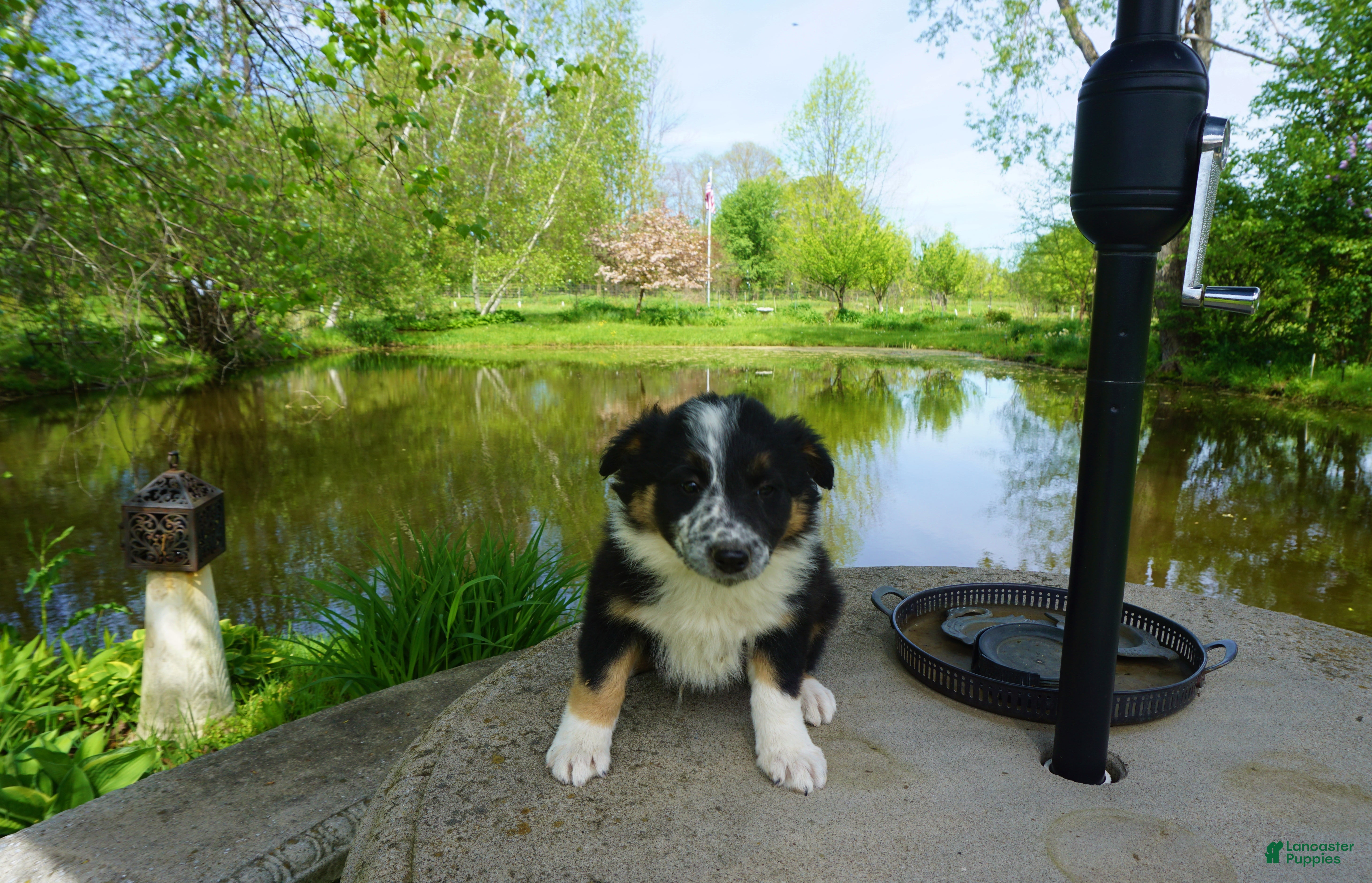 Border Collie dogs LEA - Ad 2