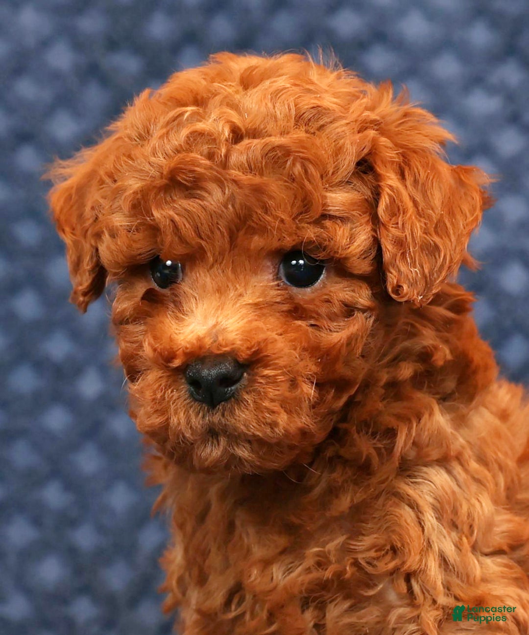 Bichpoo dogs for sale: Elliot - Ad 9