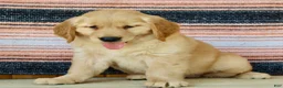 Golden Retriever dogs for sale: Goldie - Ad 5