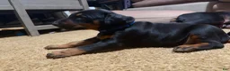 Doberman Pinscher dogs for sale: Blue Collar Dobie - Ad 5