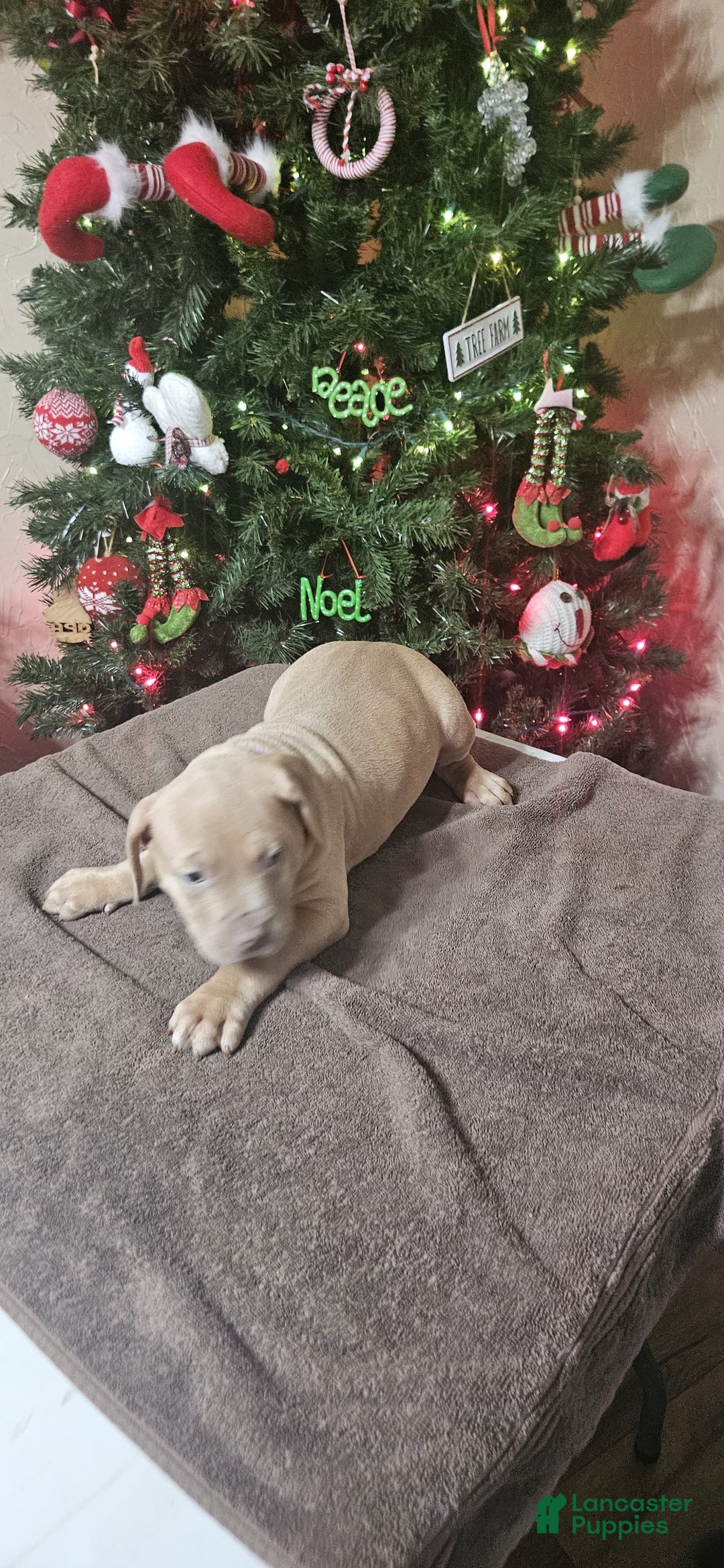 American Bully dogs for sale: Peppermint  - Ad 4