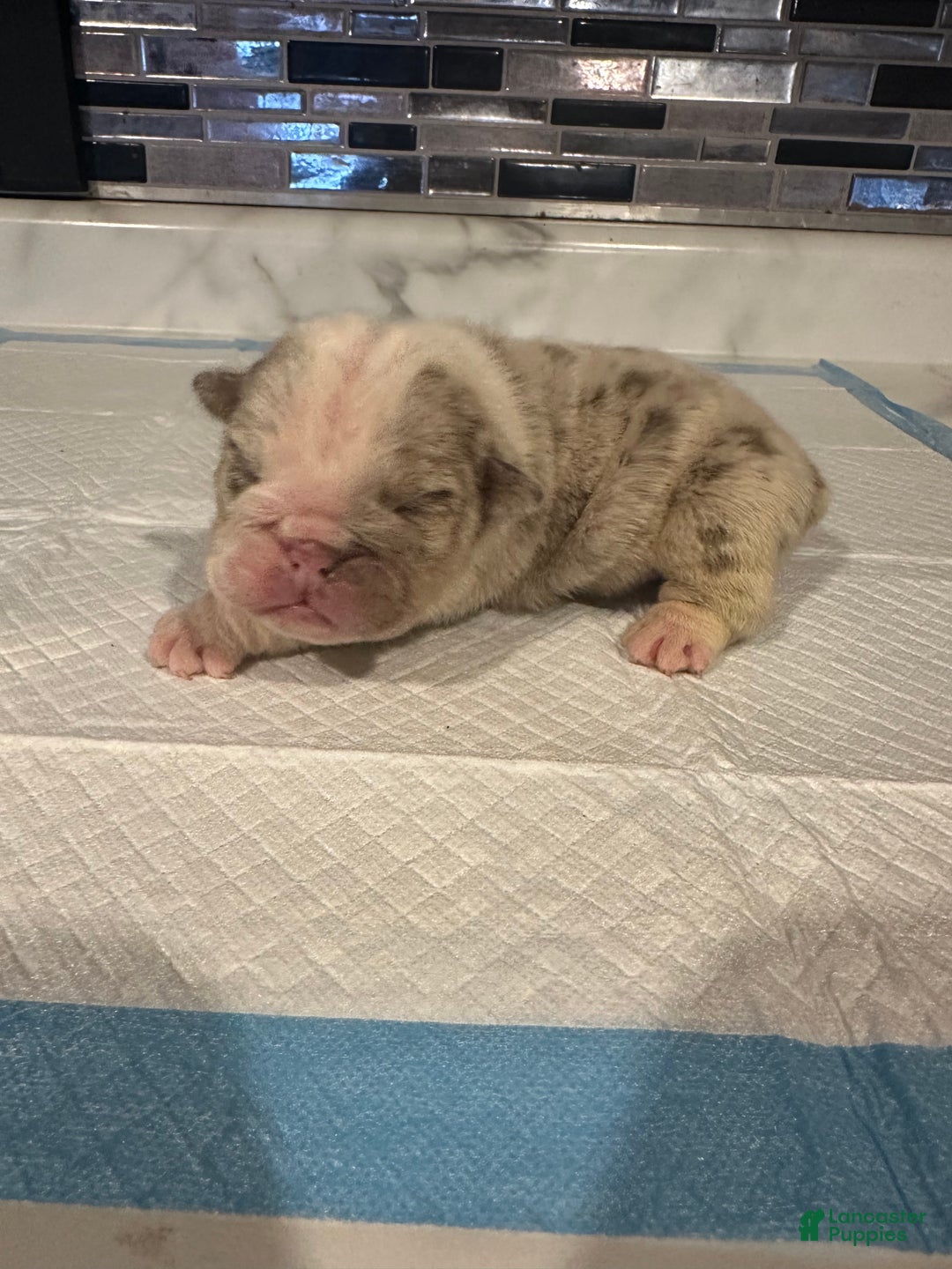 English Bulldog dogs for sale: Lilac and White Male - Ad 16