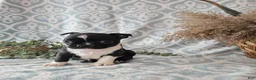Boston Terrier dogs for sale: Boston Terrier Puppy 2 - Ad 11
