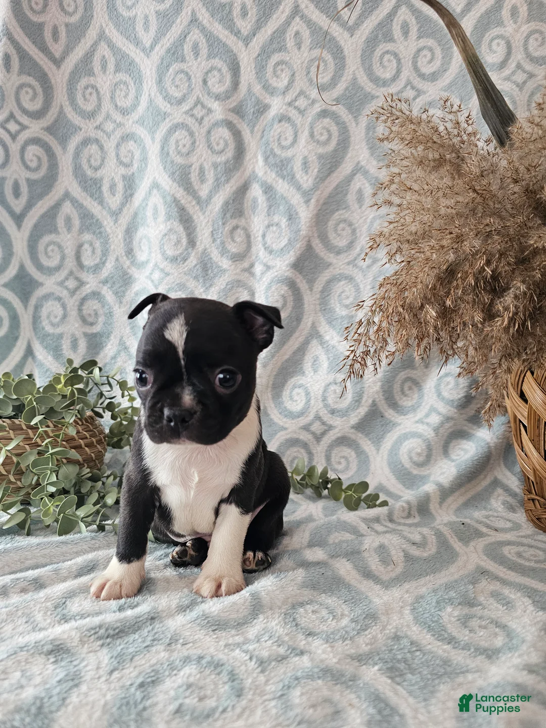 Boston Terrier dogs for sale: Boston Terrier Puppy 2 - Ad 11