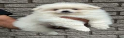 Pomeranian dogs for sale: White male Pomeranian  - Ad 4