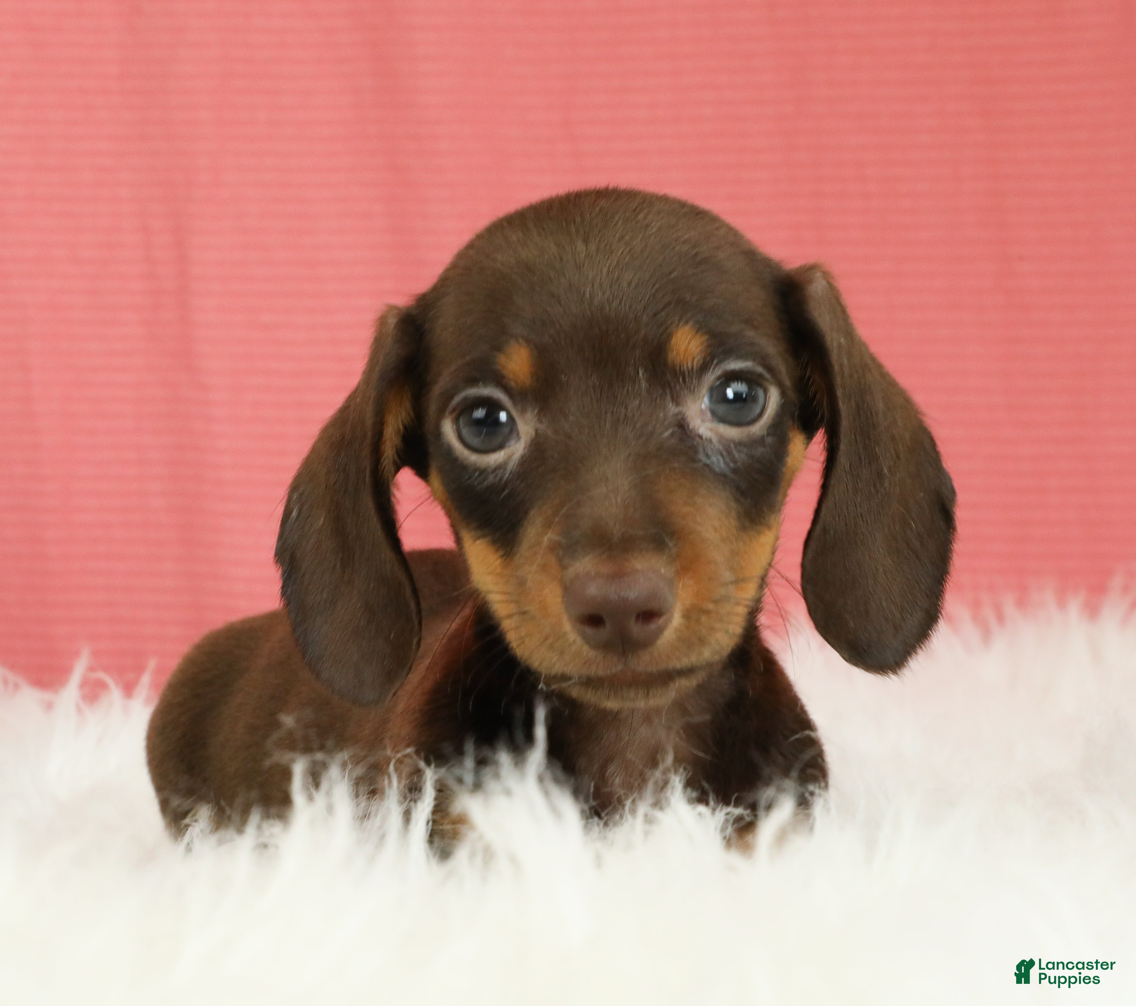 Miniature Dachshund dogs Pepper 🍩 - Ad 1
