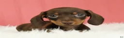 Miniature Dachshund dogs for sale: Pepper 🍩 - Ad 1