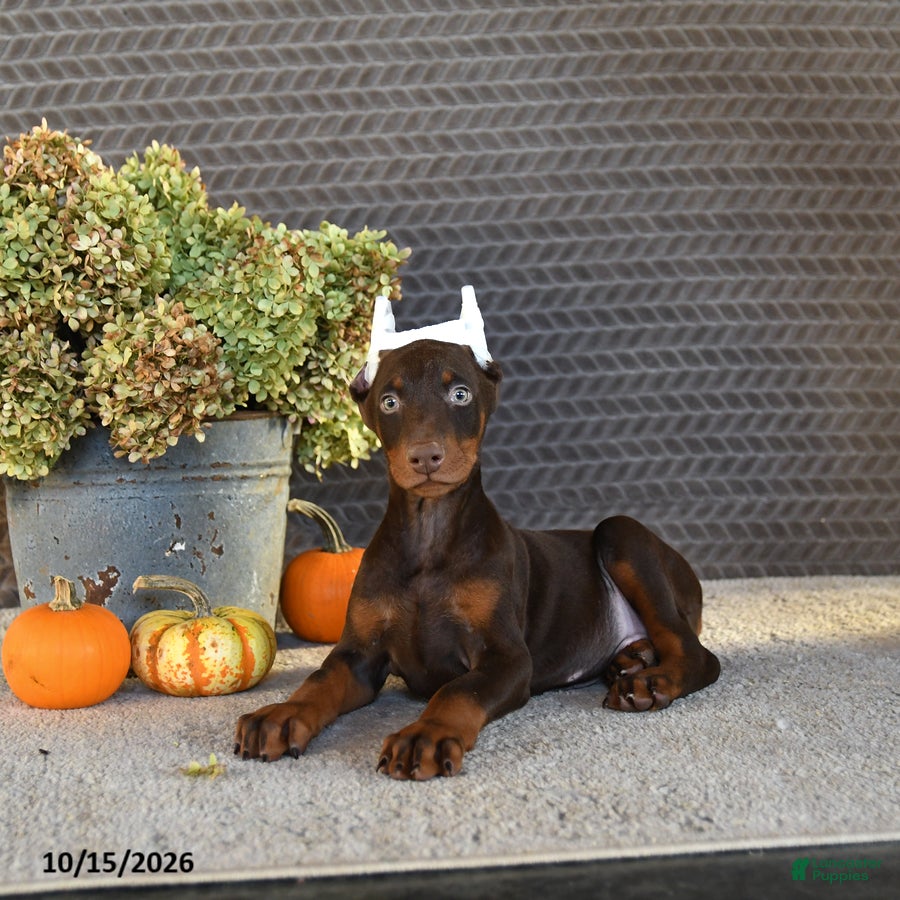 Doberman Pinscher dogs Norman - Ad 2