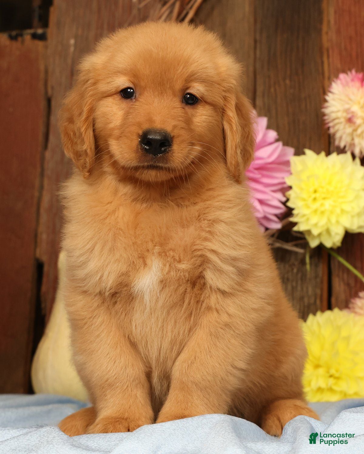 Golden Retriever dogs Harold - Ad 1