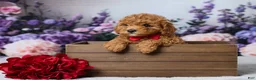 Cavapoo dogs for sale: Twix - Ad 1