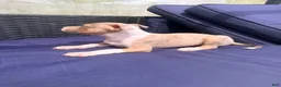 Mixed Breed dogs for sale: coco - Ad 5