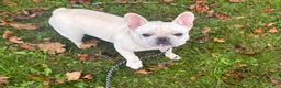 French Bulldog dogs for sale: French Bulldog Puppy 1 - Ad 3
