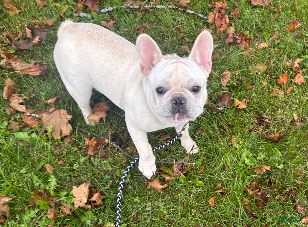 French Bulldog dogs for sale: French Bulldog Puppy 1 - Ad 3