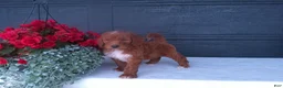 Goldendoodle dogs for sale: Peanut - Ad 7