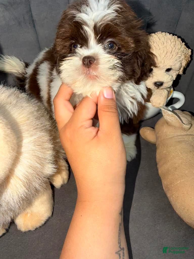 Shih Tzu dogs Shih Tzu 1 Nico - Ad 1