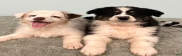 Australian Shepherd dogs for sale: Connie  - Ad 6
