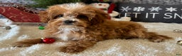 Cavapoo dogs for sale: Nate - Ad 4