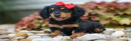 Miniature Dachshund dogs for sale: Tucker 🐶 - Ad 7