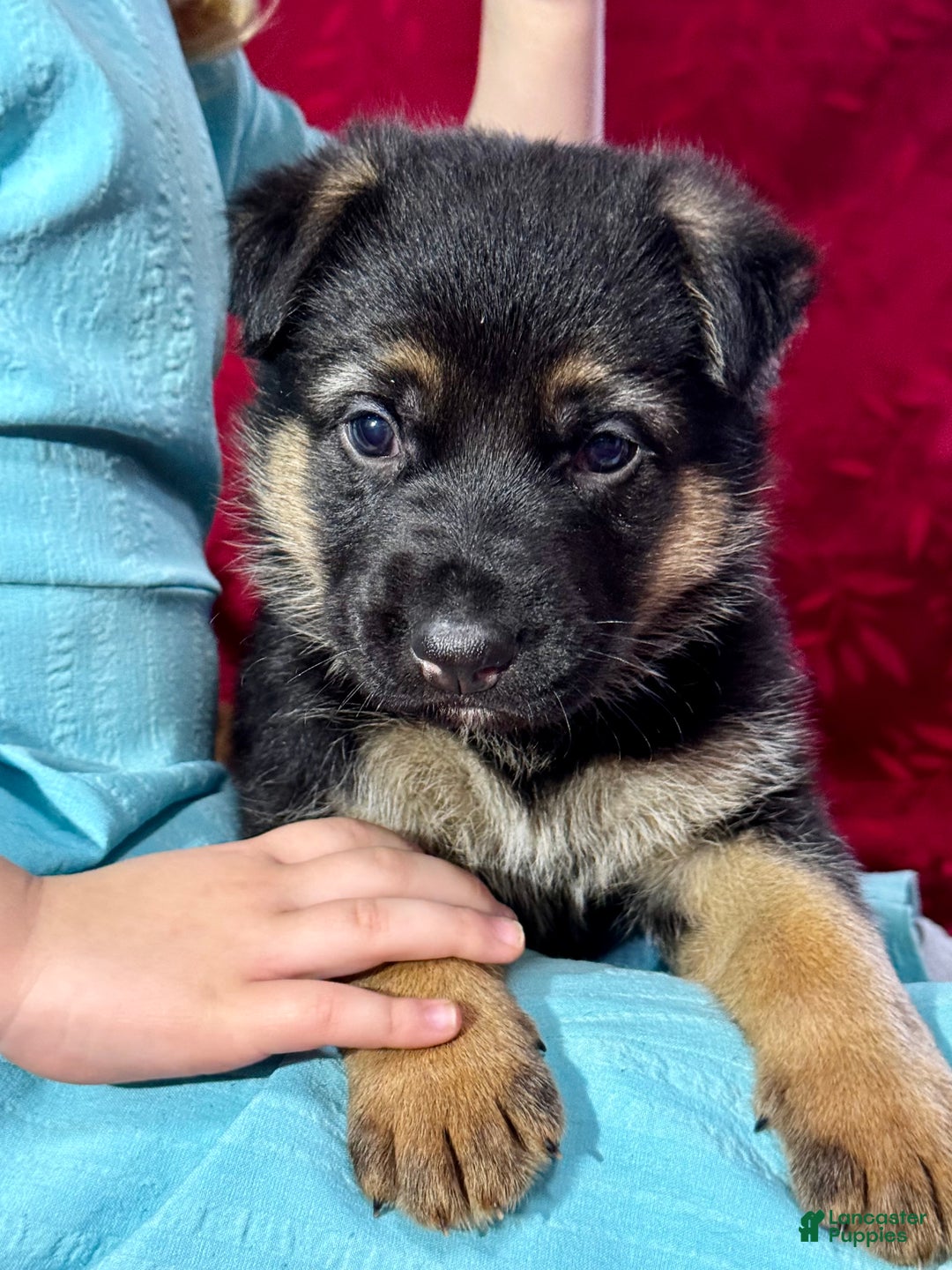 German Shepherd dogs for sale: Reno - Ad 6