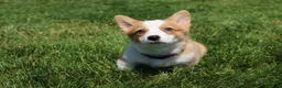Welsh Corgi Pembroke dogs for sale: Winnie  - Ad 6